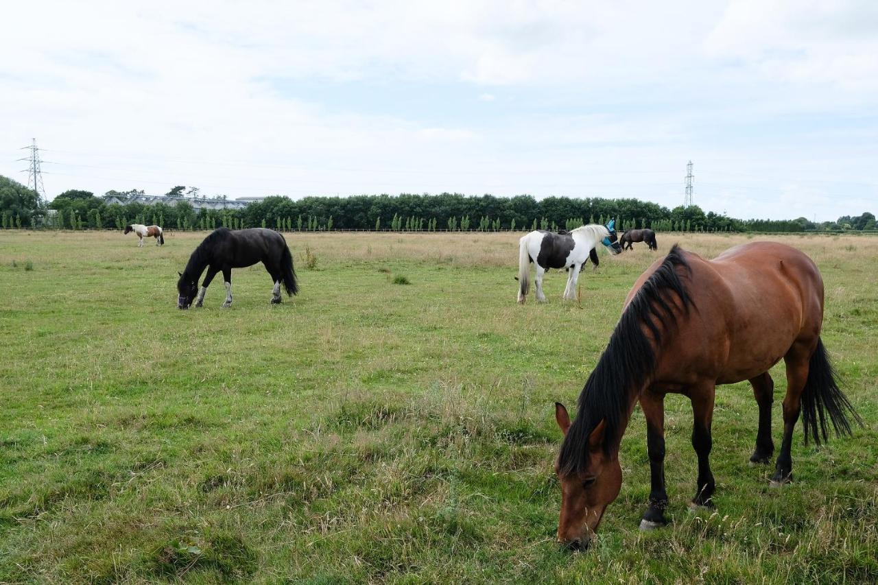 شيشستر Willowbrook Riding Centre المظهر الخارجي الصورة
